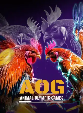Cock Fighting
