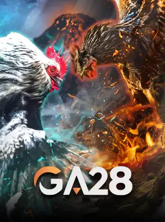 Cock Fight