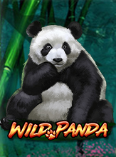 Wild Panda