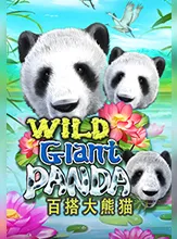 Wild Giant Panda
